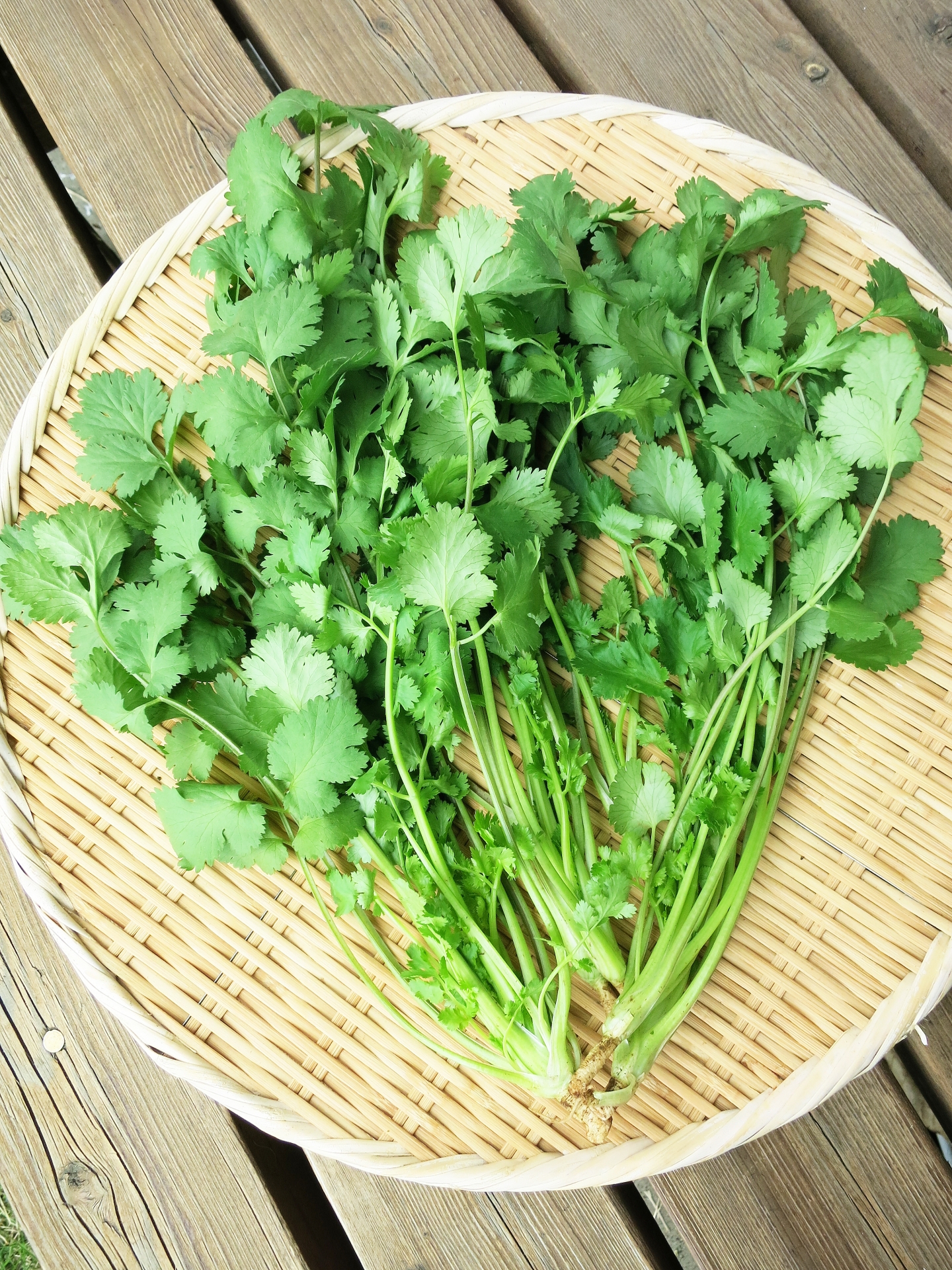 パクチーでアンチエイジングとデトックス効果アリ？